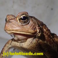 /home//u458753944/public_html/sourcegallery//Roxborough Toad Detour/2013-2019/2018/2018-03-29/P3290085.JPG